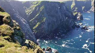Gannet colony, Hermaness National Nature Reserve, Unst, Shetland