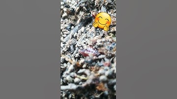 Movement in Earthworm #earthworm #shorts #locomotion #worms