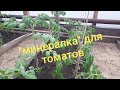 Удобрения и подкормки для  томатов.