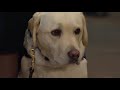 WATCH: Sully The Service Dog Honors President George H.W. Bush WATCH: Sully The Service Dog Honors President George H.W. Bush