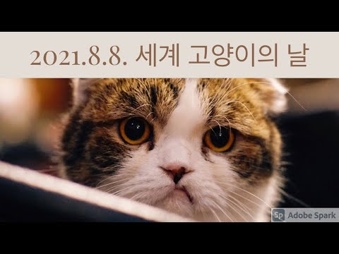 2021.8.8. 세계 고양이의 날(....그렇다고 특집은 아닌).