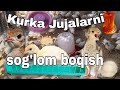 🦃🐥Kurka Jójalari incubatordan chiqishi bilan 2 chi kun tuxumni qaynatib beriladi kók piyoz beriladi