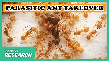 How Parasitic Ants Foment A Revolution