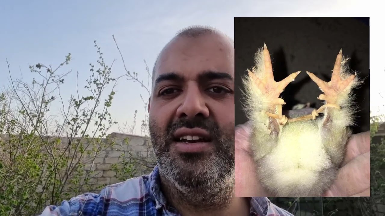 Cücələrdə ayaq əyriliyi ( şpaqat) və müalicəsi