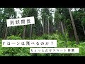 【ドローン×林業】列状間伐でリードケーブルを架線