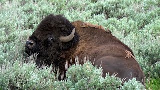 Bison Chilling Out   Yellowstone National Park