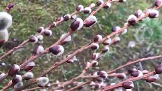 Plant Profile: Pussy Willows (Salix discolor) screenshot 1