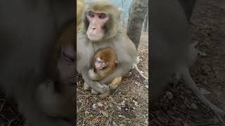 funny monkey videos,funny monkey,monkey videos,funny monkeys,monkey video