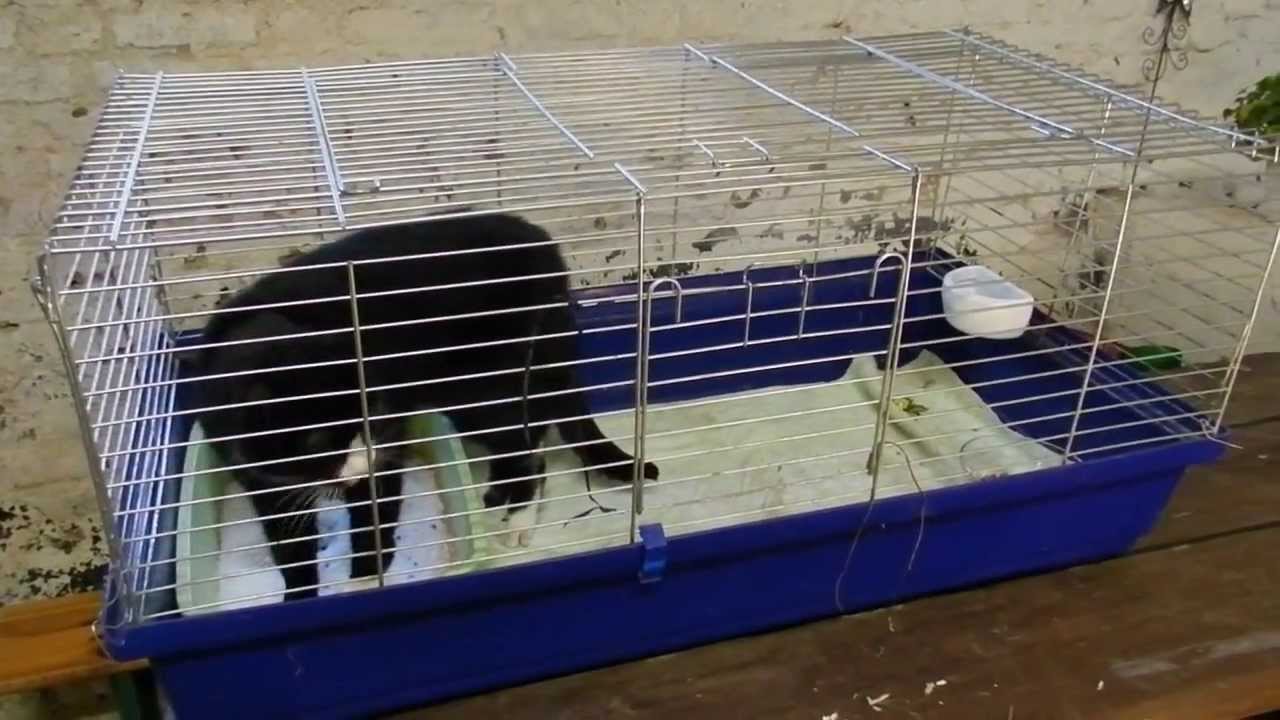 Tiervermittlung Kleintiere Nager Hase Meeris Hunde Pferde Andere Rammler Frankreich Tierheime Hunde Welpen Katzen Tiervermittlung Freiburg Lorrach Basel Colmar Grenzenlose Hilfe Fur Tiere Sans Frontieres