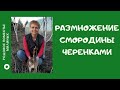 Размножение смородины черенками в воде.