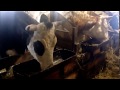 Неудачная покупка коровы)) маститная корова)) купил корову с маститом