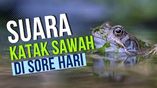 Suara Katak Sawah di Sore Hari