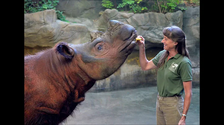 Dr. Terri Roth complete 2016 Sumatran rhino interv...