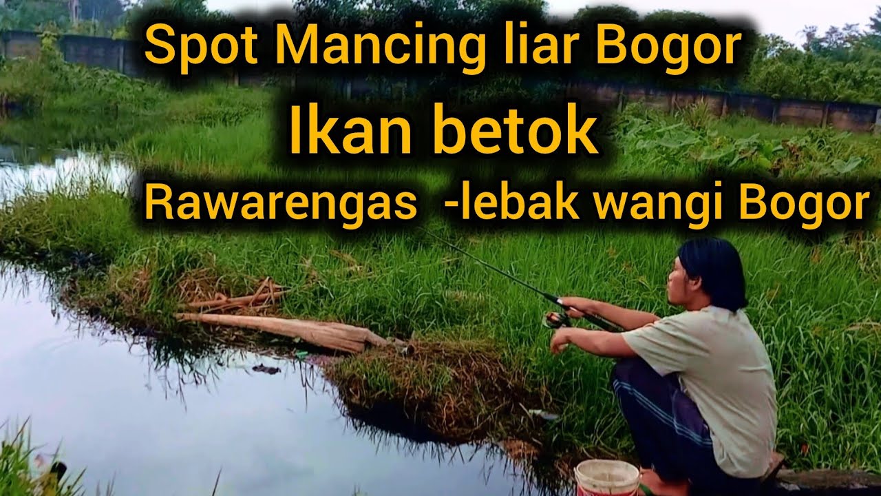 SPOT MANCING IKAN BETOK BOGOR ,LOKASI TERSEMBUNYI