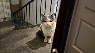 The stray cat arrives at my doorstep alone, just seeking a loving home to be cared for.