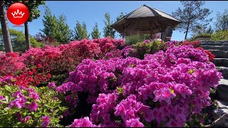 🌺4 мая Японский сад в парке Галицкого Краснодар
