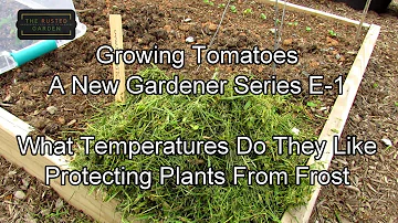 Growing Tomatoes - A New Gardener Series E-1: Growing Temperatures, Frosts Protection, Tomato Types