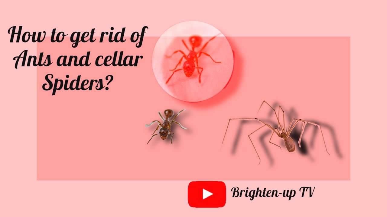 How to get rid of ants and cellar spiders? (Mabisang pamatay sa gagambang bahay at langgam