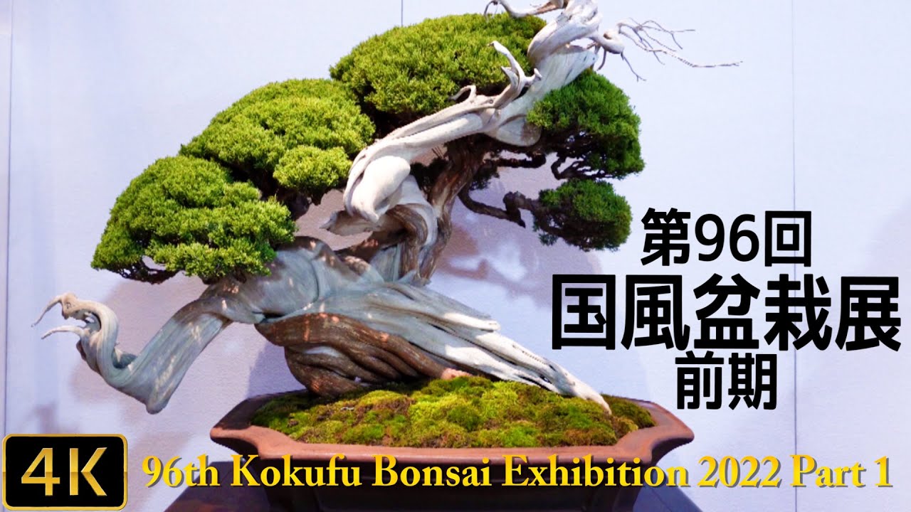 The 96th Kokufu Bonsai Exhibition 2022 Part 1