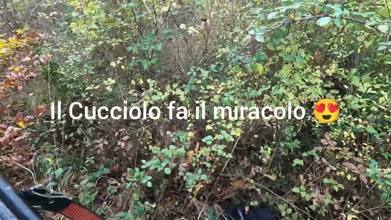 Il Primo giorno di Caccia di Hyron del Fiumicello (Max) di 7 mesi appena compiuti...