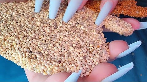 ASMR Scratching Bird Seed | No Talking After Intro | Long Nails