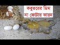 কবুতরের বা পায়রার ডিম না ফোটার কারন | Cause of pigeon's egg does not burst