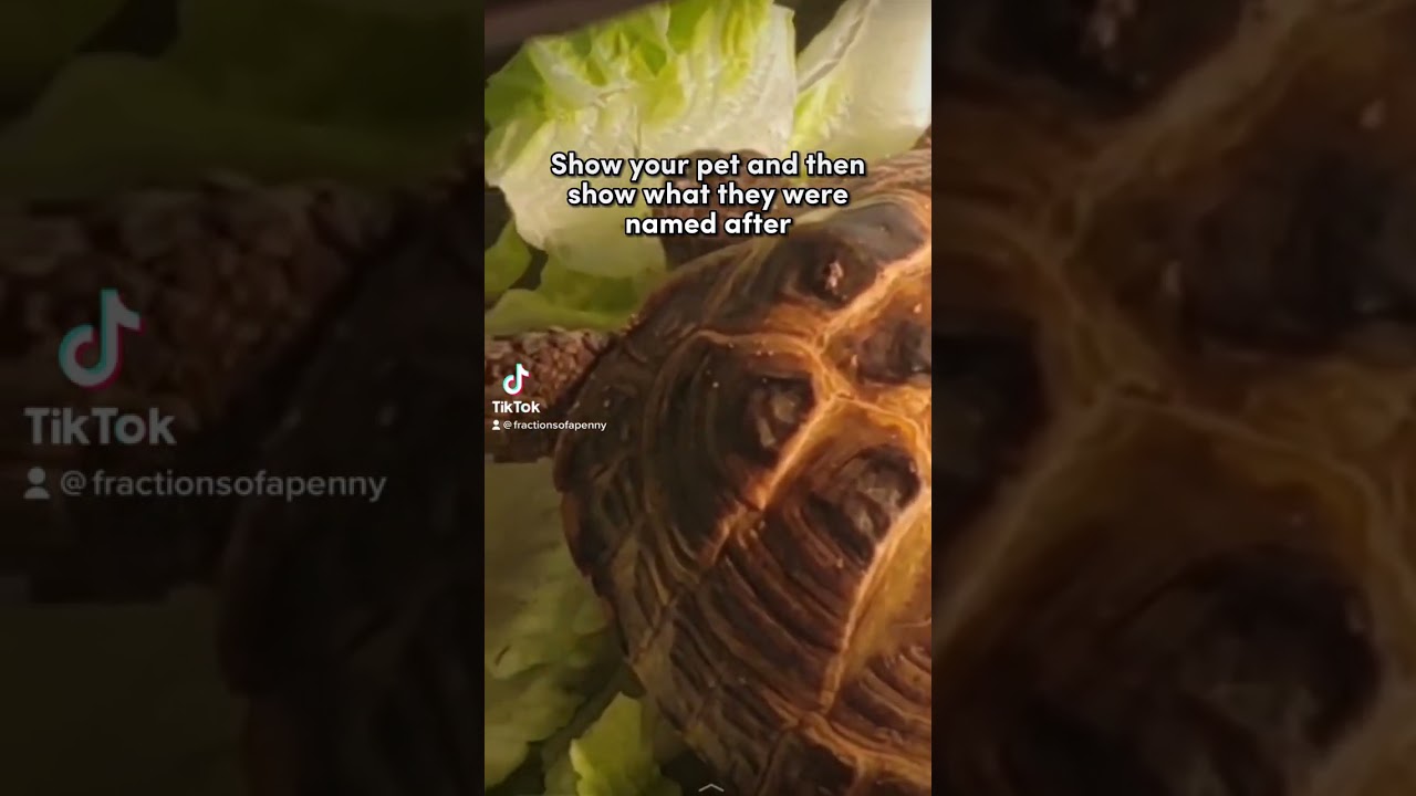 Miriel and how he got his name 🤭 hint: it’s from elden ring