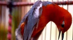 Suara burung anis merah untuk masteran - Durasi: 40:10. Suara burung anis merah untuk masteran - Durasi: 40:10.