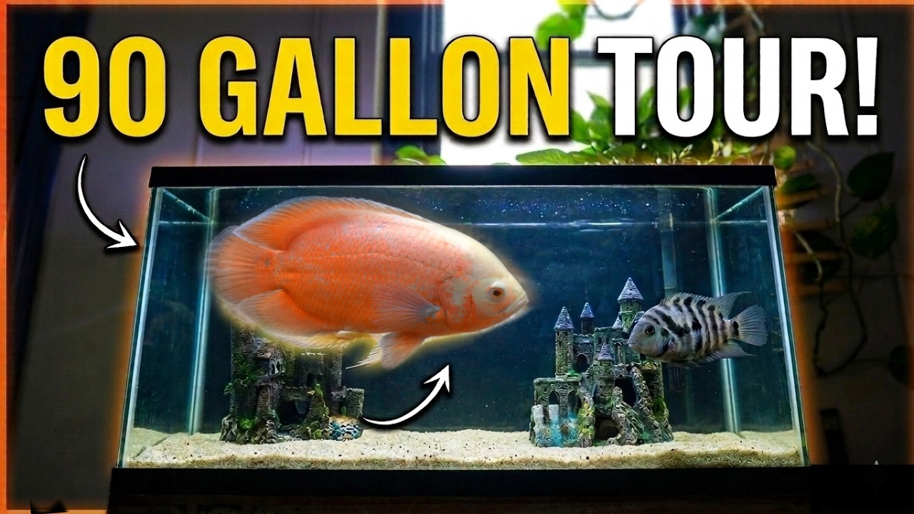 I Added Some Life to This Office Fish Tank