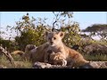 Le roi lion  simba et nala petit  le film