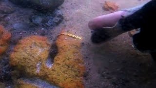 Metal Detecting Underwater Golden Dives Finds A Gold Chain