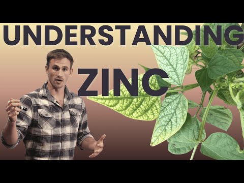 Zinc In Corn Production