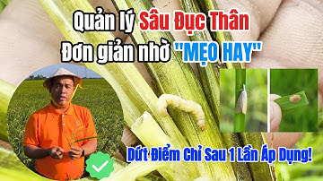 Mẹo Hay Diệt Sâu Đục Thân Lúa Hiệu Quả – Dứt Điểm Sau 1 Lần Áp Dụng! BMFE CORP