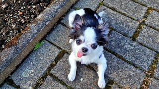 [Dog Day Out] My Chihuahua Trains & Explores Flowers! | Summer Fun