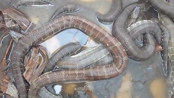 cs PL xuất rắn ri cá đi bến tre(đủ kích cở)giao hàng 63 tỉnh thành Lh0834 348 495. 11/7/2023