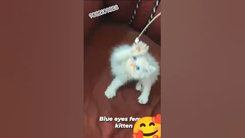 Watch the video about Sabse❤️❤️sasta top quality#kitten 9082109838# shorts#viral #trending #cat #cute #catlover