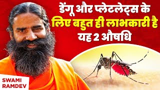 डेंगू (Dengue) और प्लेटलेट्स (Platelets) के लिए बहुत ही लाभकारी है यह 2 औषधि || Swami Ramdev