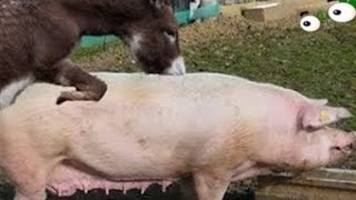 donkey and the pig are animals, but discover the amazing truth! donkey and pig