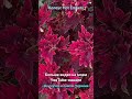 Колеус Хот Эмберс (Hot Embers Coleus)