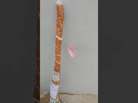 Hot Climate Apple And Almond Plants Received From Sharma Biotech Fruitplantnursery Appleplant 