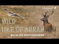 Wild arran  a scottish wildlife photography trip