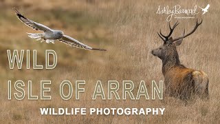 Wild Arran  A Scottish Wildlife photography trip