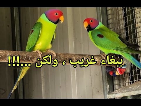 فيديو: روز برستد كوكاتو