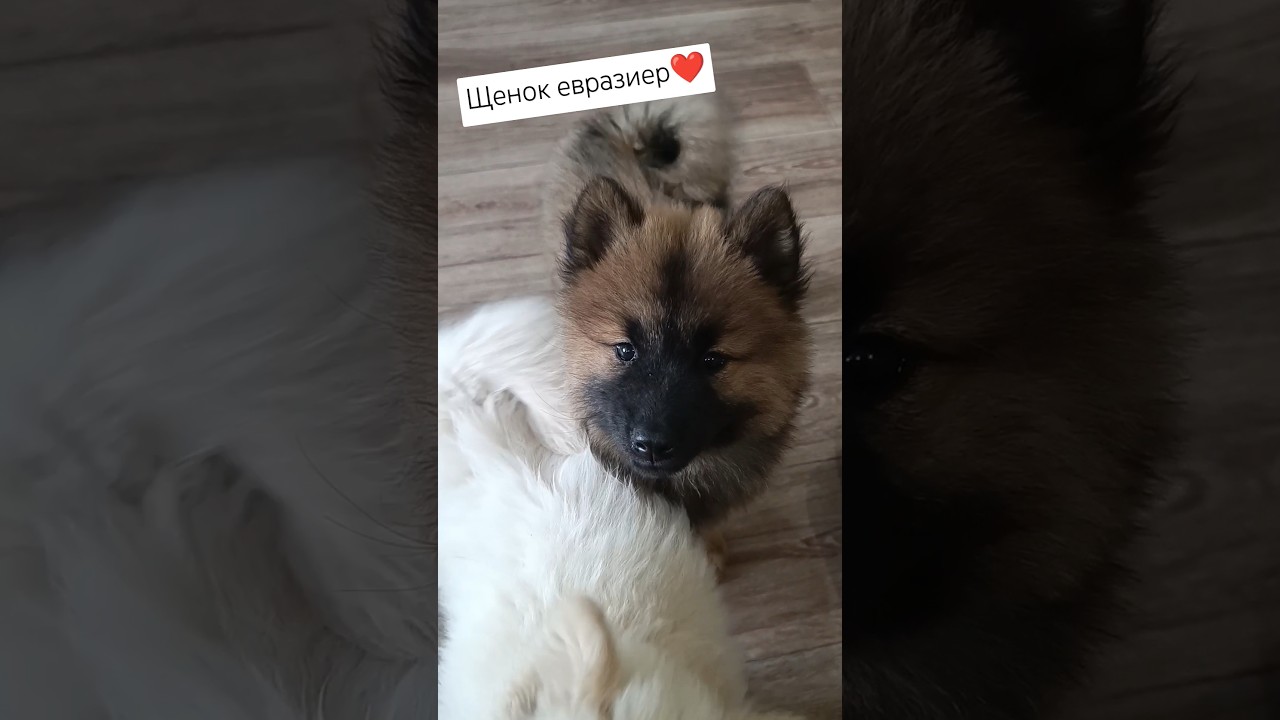 Щенок евразиер 