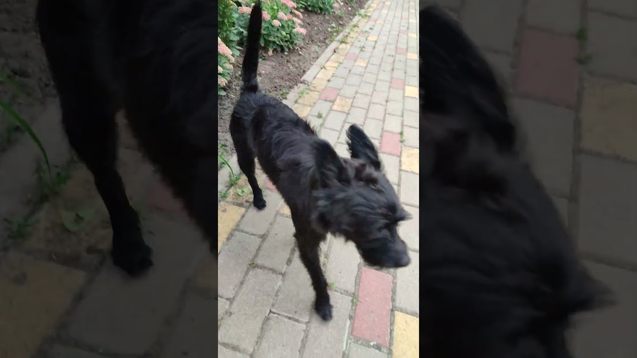 Дворовая клумба 21.08.25.