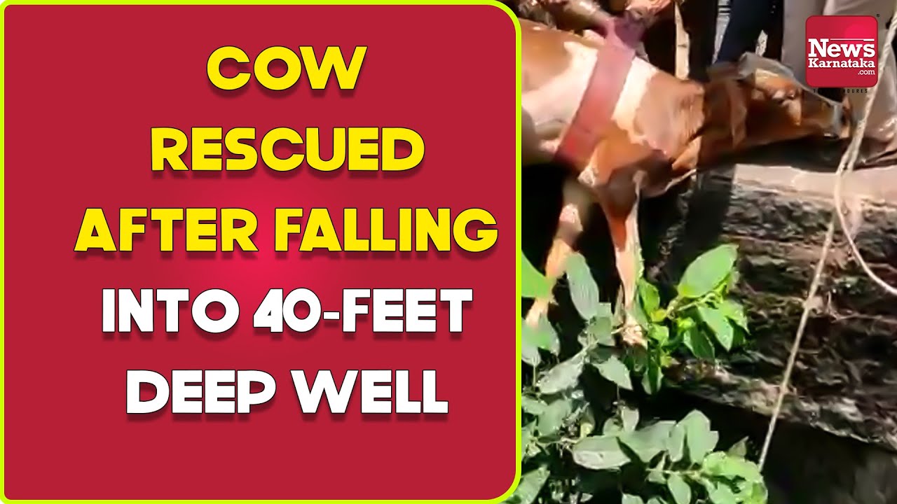 Cow rescued after falling into 40-feet deep well | News Karnataka - YouTube