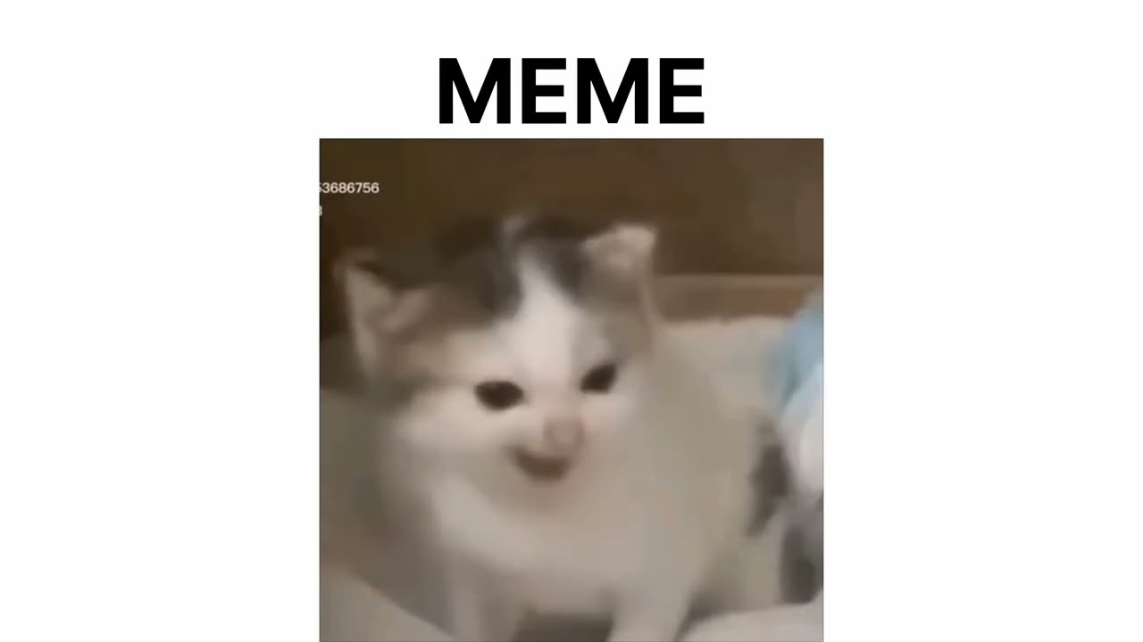 ORIGINAL CAT vs MEME vs ORIGINAL AUDIO. German cat loki