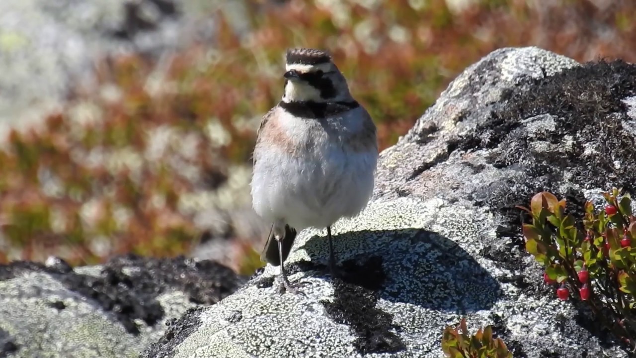 Horned Lark - Fjellerke (Eremophila alpestris)