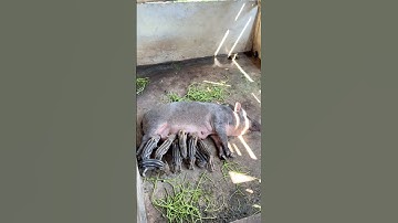 Quy trình phòng bệnh cầu trùng ở heo rừng lai #heorừnglai #pig #shorts