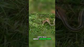Snake's Amazing Digestion & Super Senses Revealed! #shorts